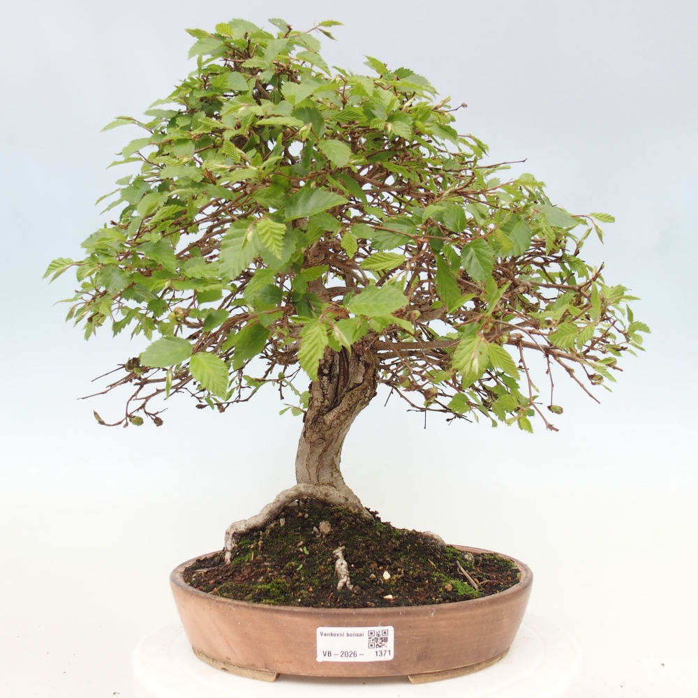 Bonsaï d'extérieur -Carpinus CARPINOIDES - Charme de Corée