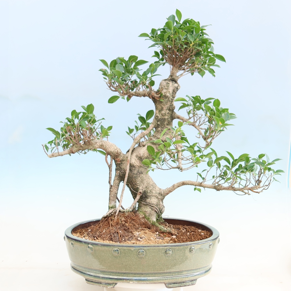 Salle bonsaï - Ficus kimmen - ficus à petites feuilles