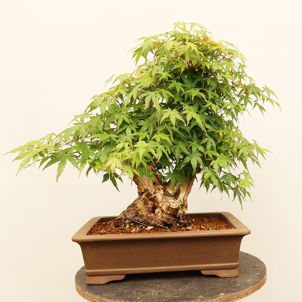 Bonsaïs d'extérieur - Maple palmatum - Palmiers
