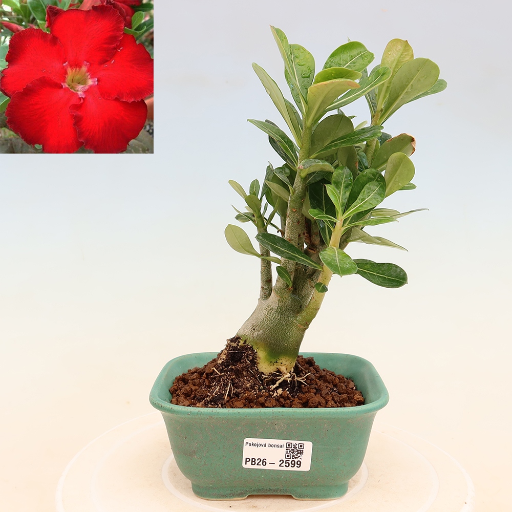 Bonsaï d'intérieur - Adenium obesum Red Star - Rose du désert