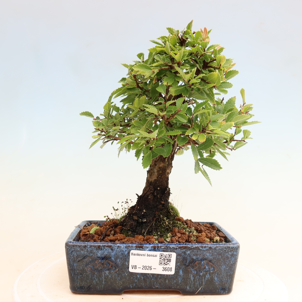 Bonsaï d'extérieur - Zelkova - Zelkova NIRE