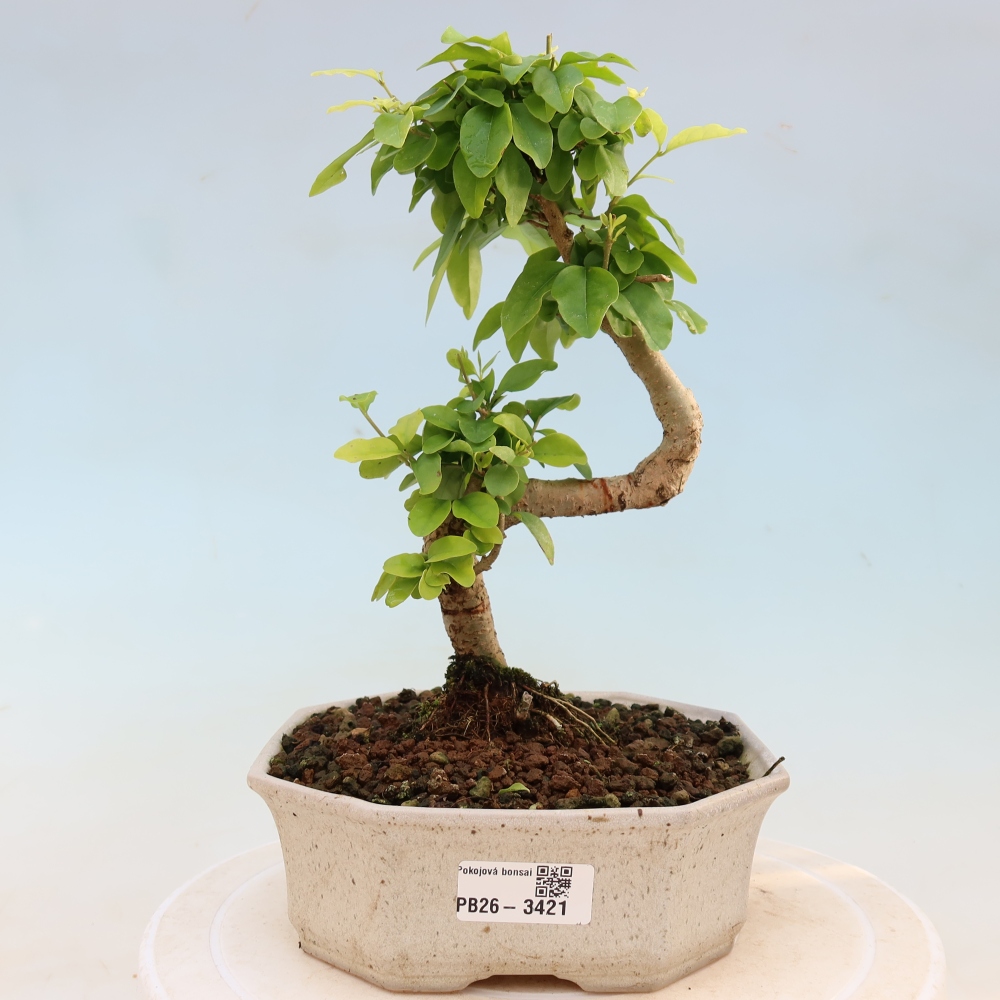 Bonsaï de chambre -Ligustrum chinensis - Bec d'oiseau