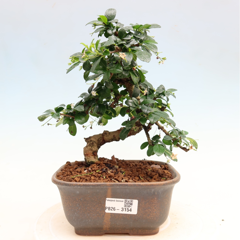 Bonsaï de chambre - Carmona macrophylla - Tea fuki