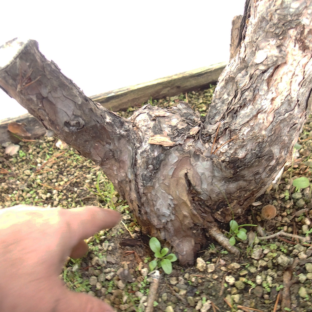 Yamadori - Pinus sylvestris Espagne