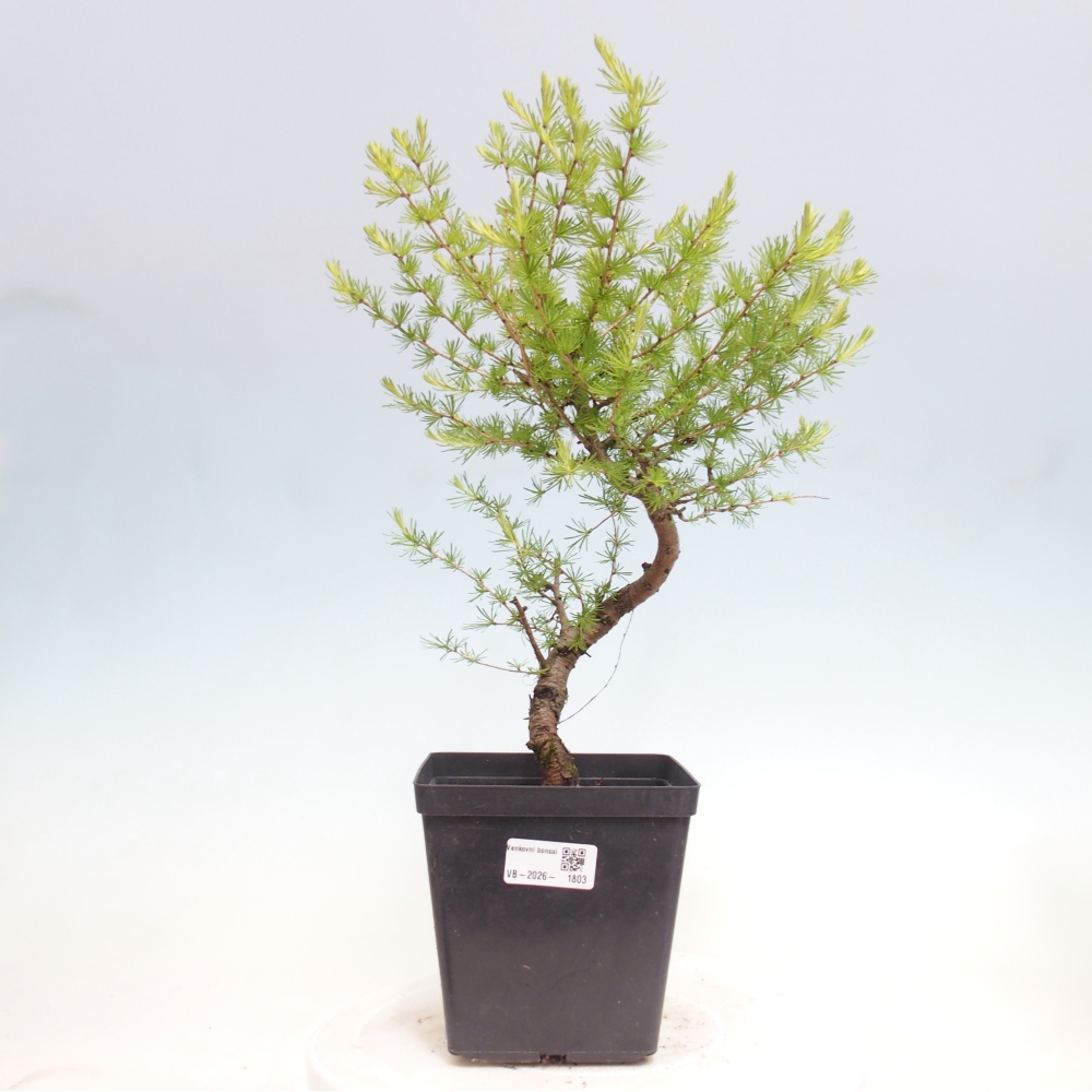Bonsaï d'extérieur -Larix decidua - Mélèze