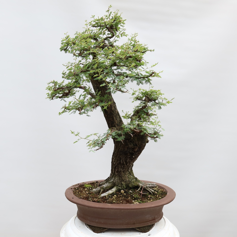 Bonsaï de chambre - Acacias Arabica