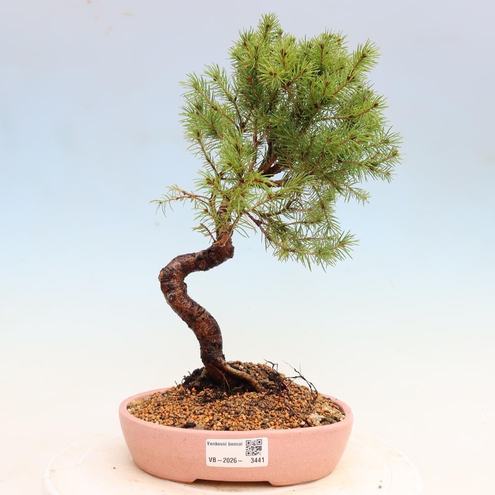 Bonsaï d'extérieur - Épicéa glauque - Picea glauca globe