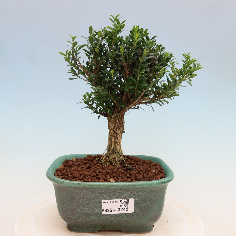Bonsaï de chambre - Buxus harlandii - buxus liège