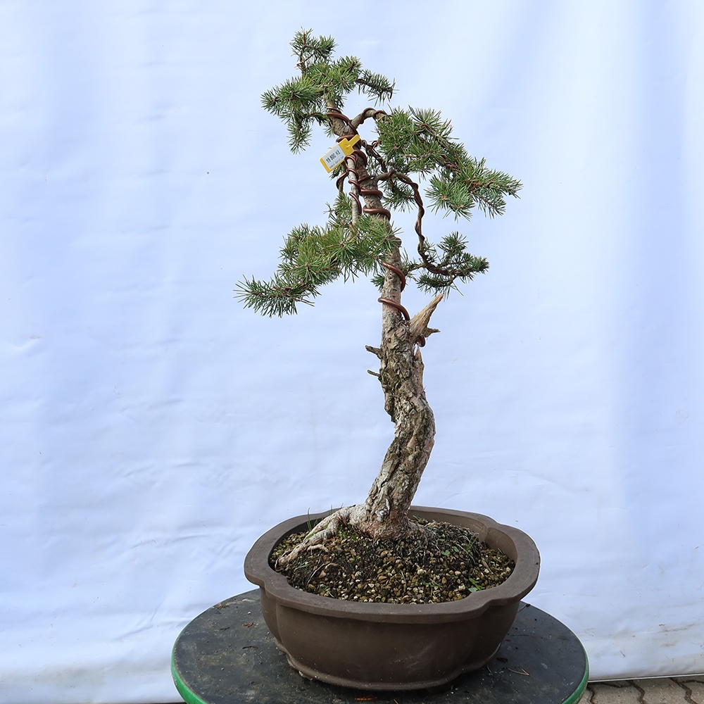 Pinus sylvestris Espagne - pin sylvestre