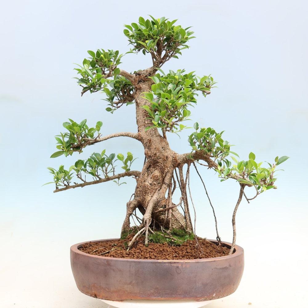 Salle bonsaï - Ficus kimmen - ficus à petites feuilles