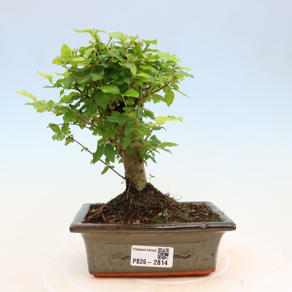 Bonsaï de chambre -Ligustrum chinensis - Bec d'oiseau
