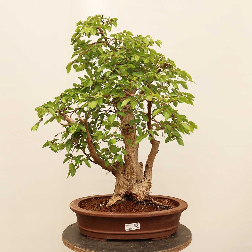 Bonsaï d'extérieur -Carpinus Coreana - Charme de Corée