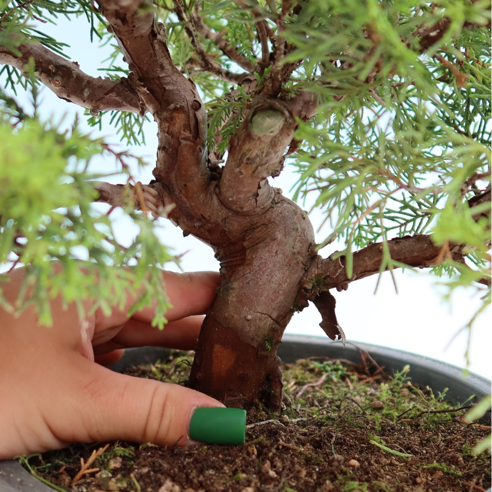 Bonsaï d'extérieur - Juniperus chinensis Itoigawa-Juniperus chinensis