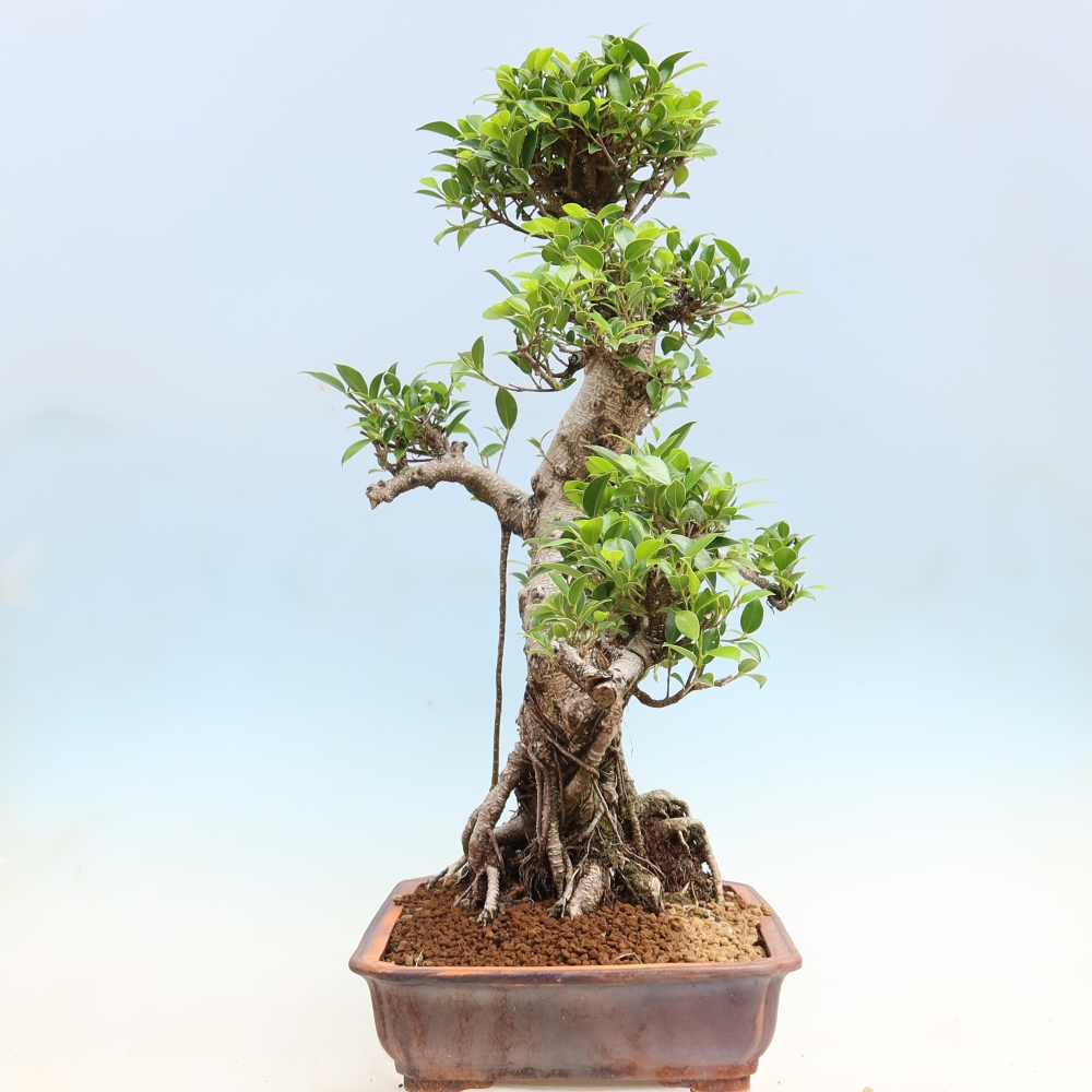 Salle bonsaï - Ficus kimmen - ficus à petites feuilles