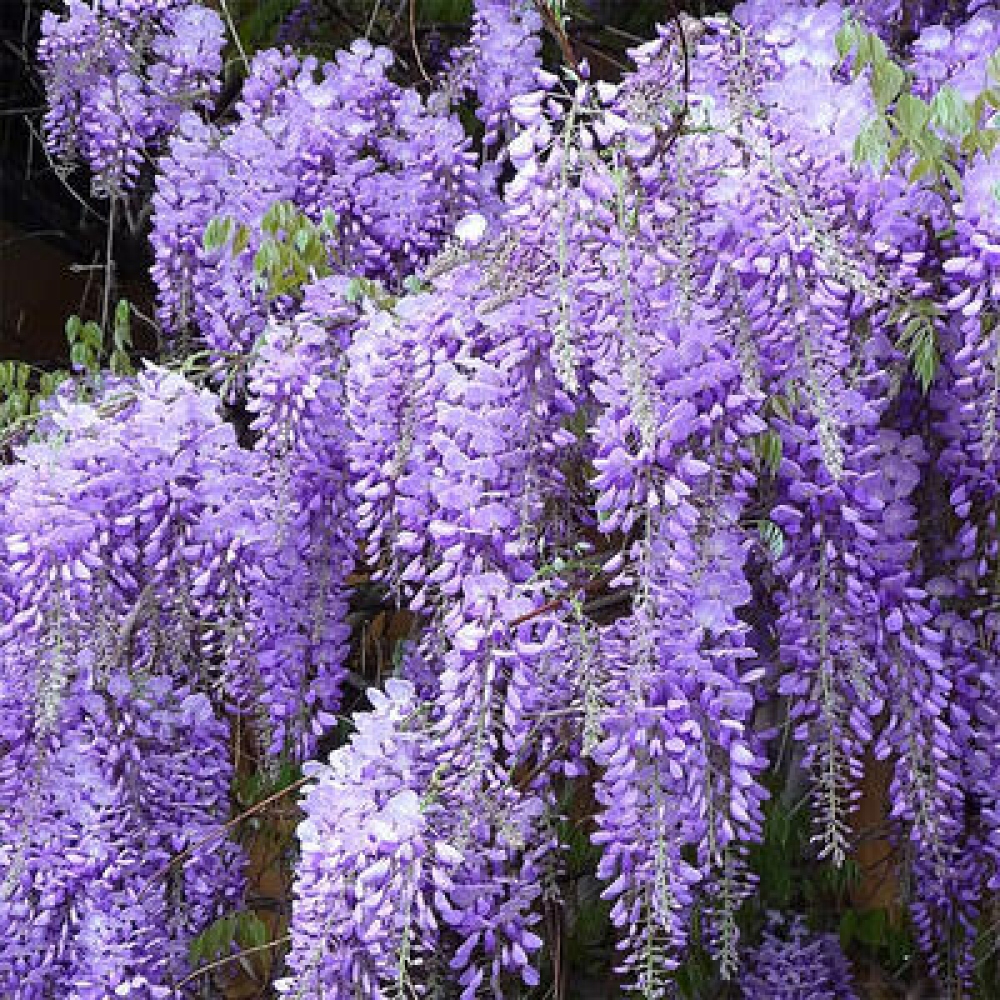 Bonsaï d'extérieur - Wisteria floribunda