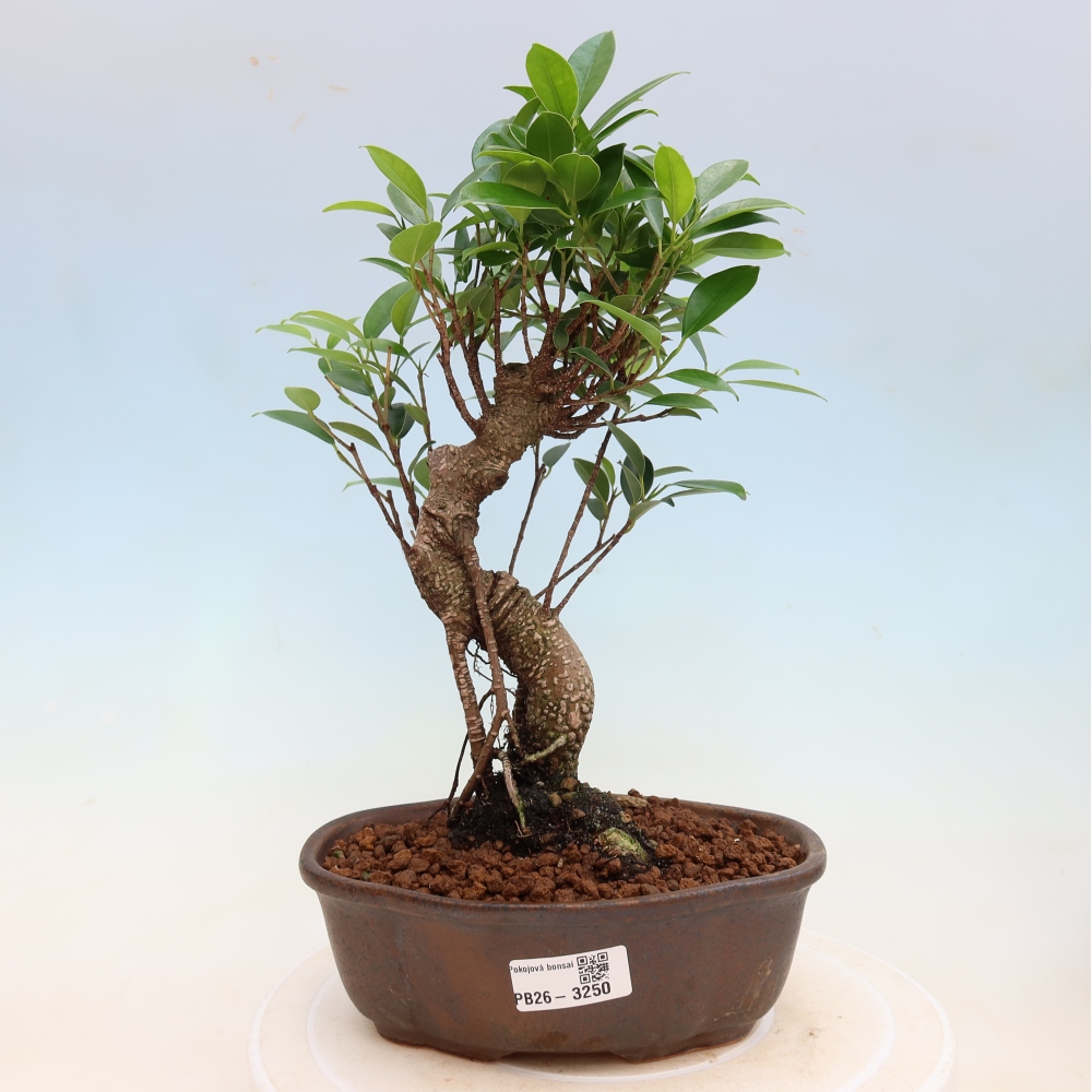 Salle bonsaï - Ficus kimmen - ficus à petites feuilles
