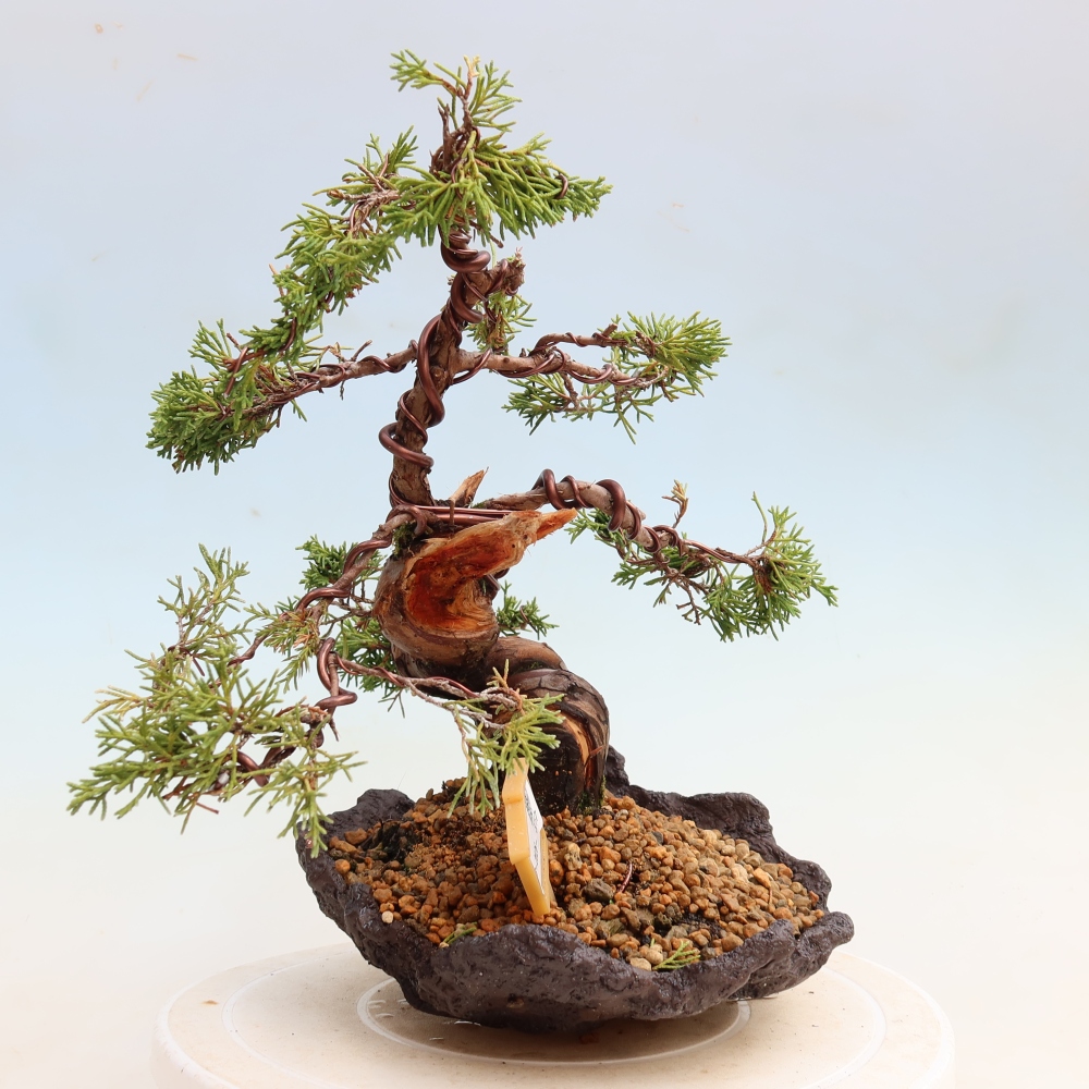 Bonsaï d'extérieur - Juniperus chinensis Itoigawa-Juniperus chinensis
