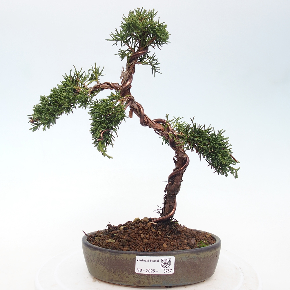 Bonsaï d'extérieur - Juniperus chinensis Kishu