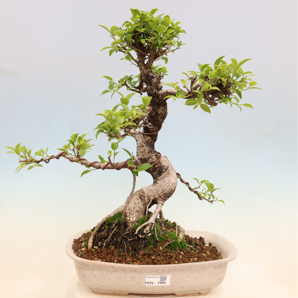 Salle bonsaï - Ficus kimmen - ficus à petites feuilles