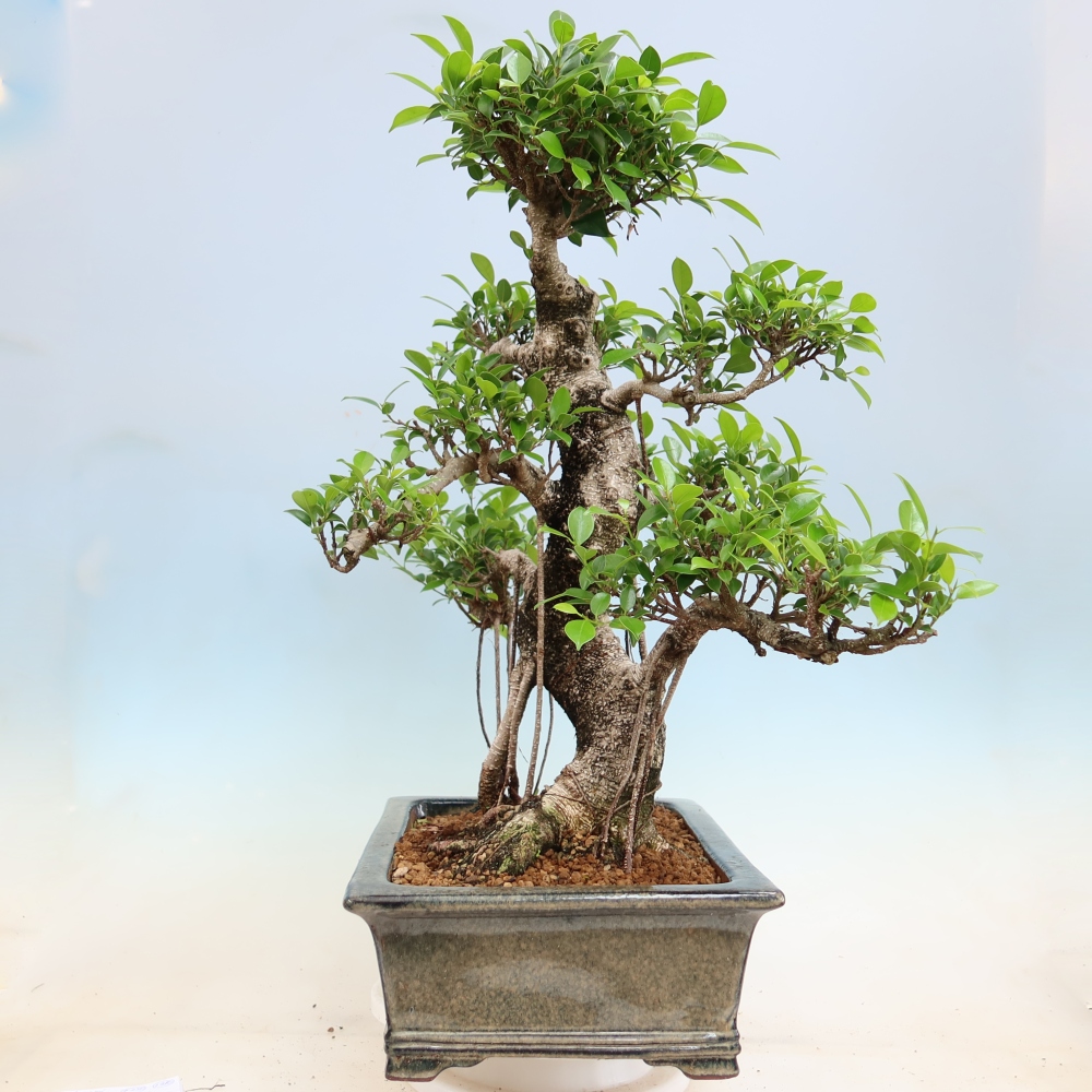 Salle bonsaï - Ficus kimmen - ficus à petites feuilles