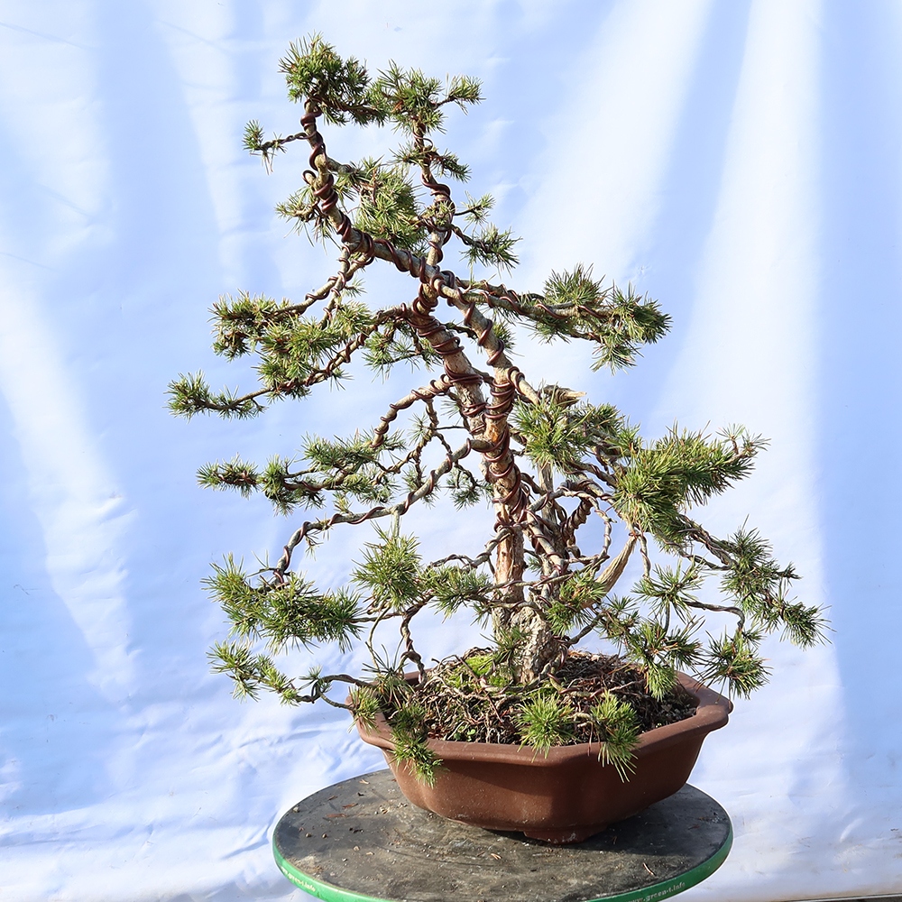 Pinus sylvestris Espagne - pin sylvestre