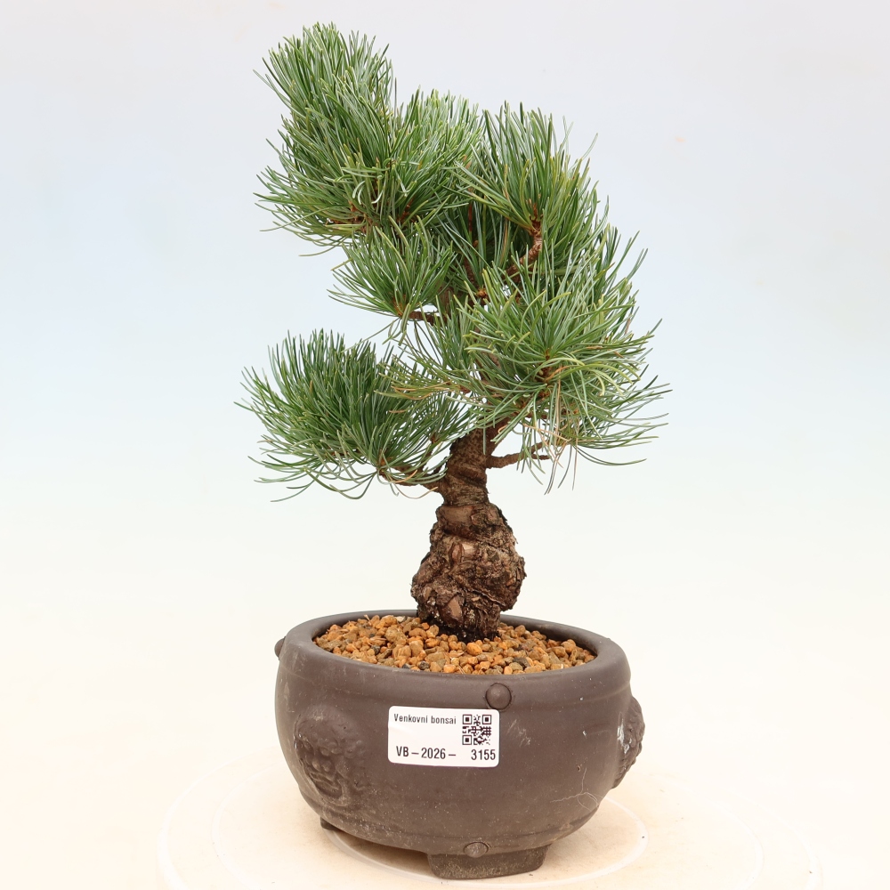 Bonsaï d'extérieur - Pinus parviflora - Pinus parviflora