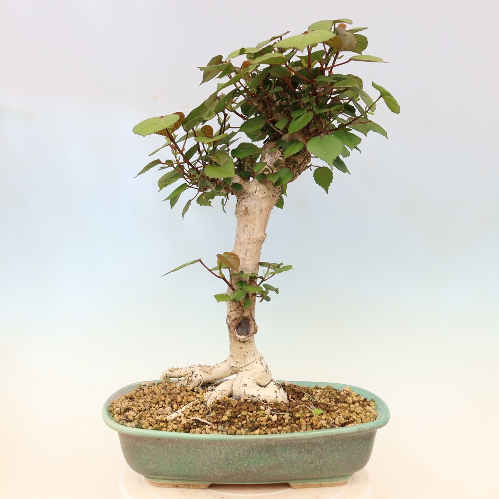 Bonsaï d'intérieur - Hibiscus tiliaceus - Hibiscus de mer