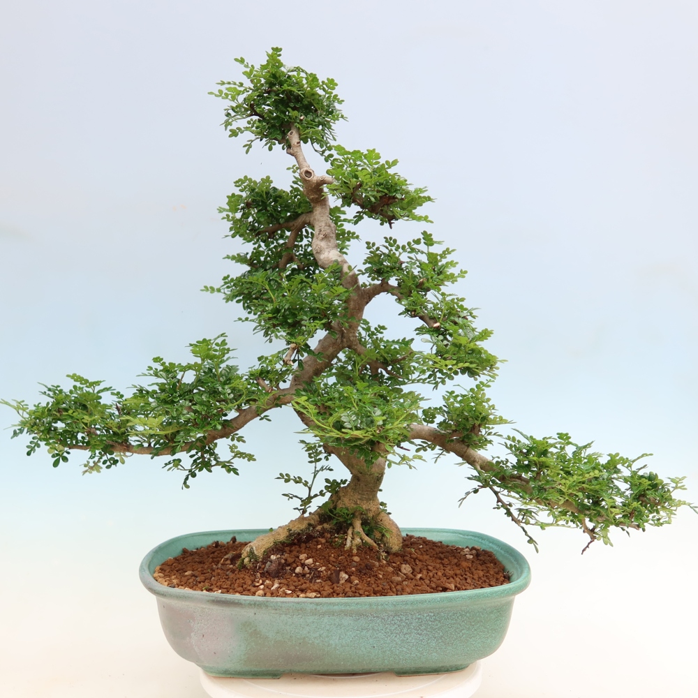 Salle bonsaï - Zantoxylum piperitum - arbre à poivre