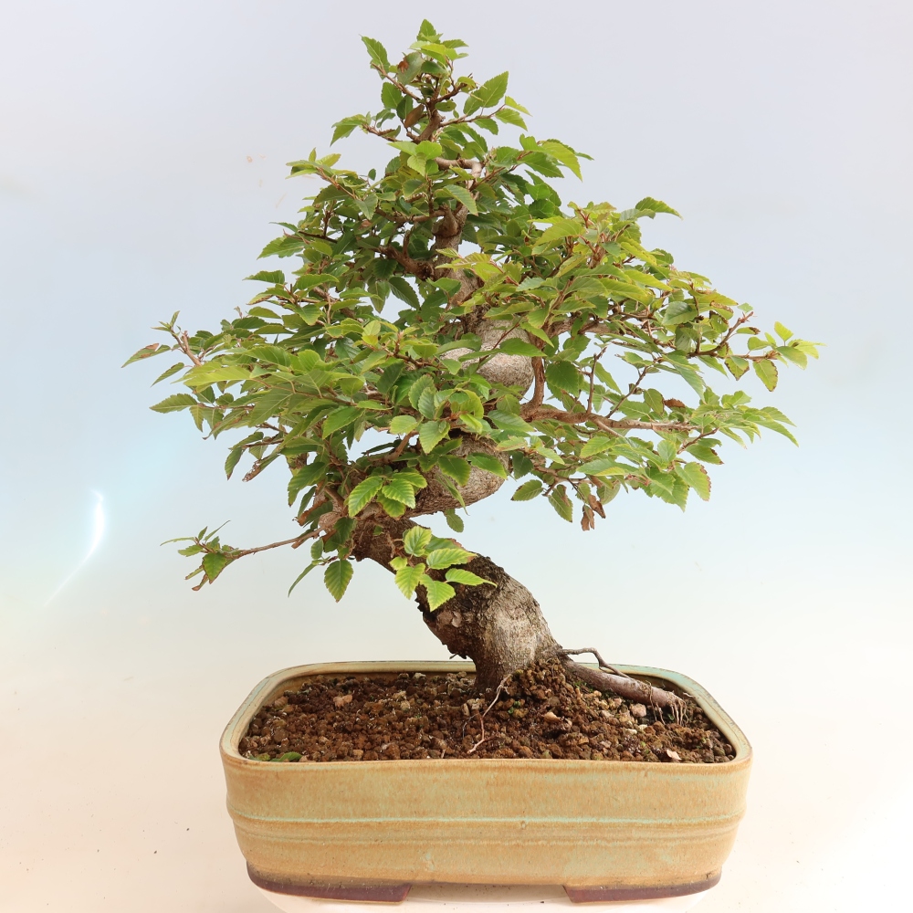 Bonsaï d'extérieur -Carpinus CARPINOIDES - Charme de Corée