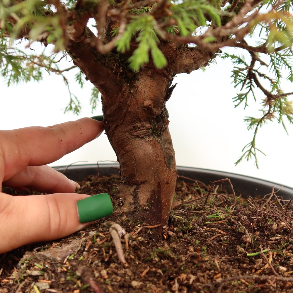 Bonsaï d'extérieur - Juniperus chinensis Itoigawa-Juniperus chinensis