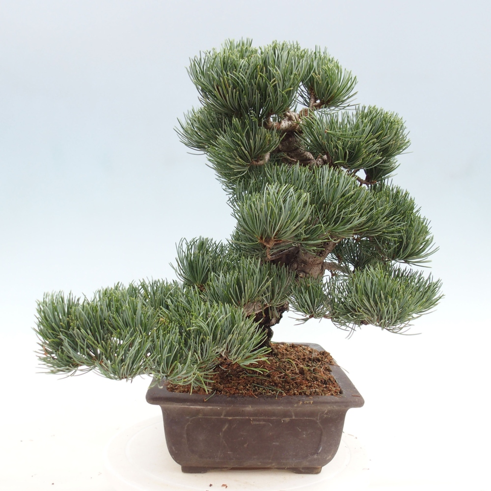 Bonsaï d'extérieur - Pinus parviflora - Pinus parviflora