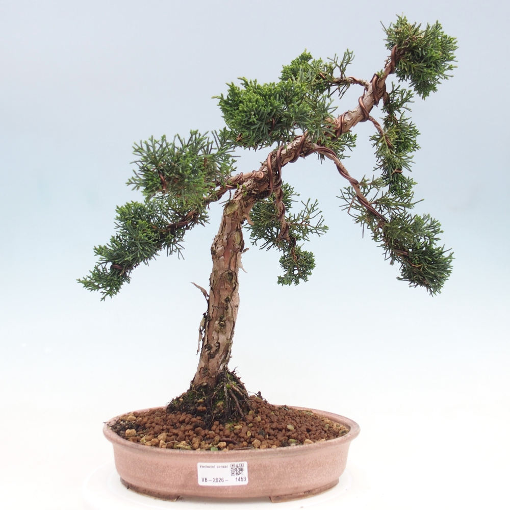 Bonsaï d'extérieur - Juniperus chinensis Kishu