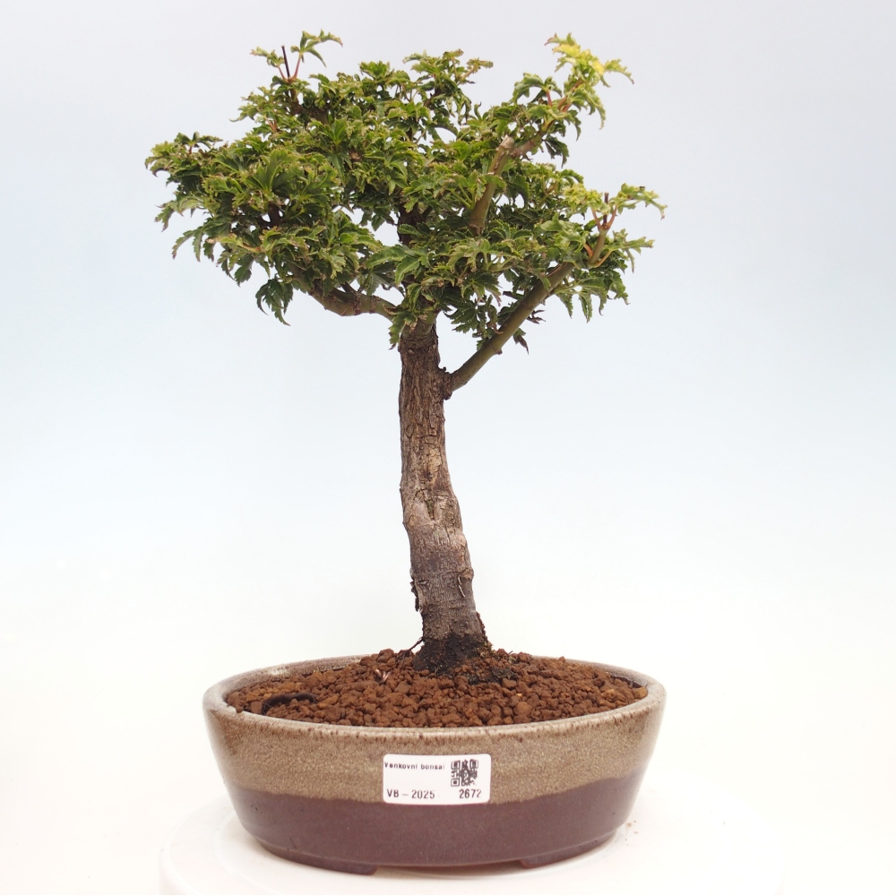 Bonsaï d'extérieur -Javor palm Acer palmatum Shishigashira