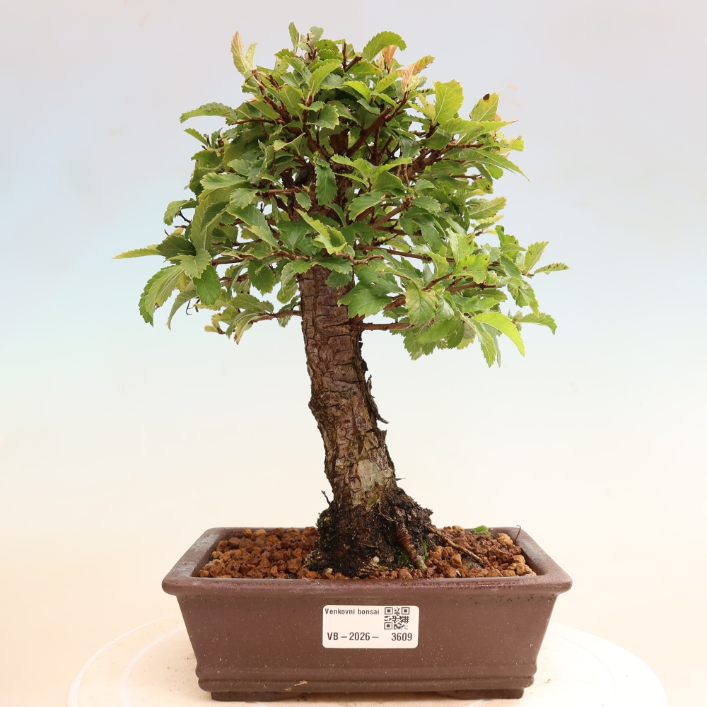 Bonsaï d'extérieur - Zelkova - Zelkova NIRE