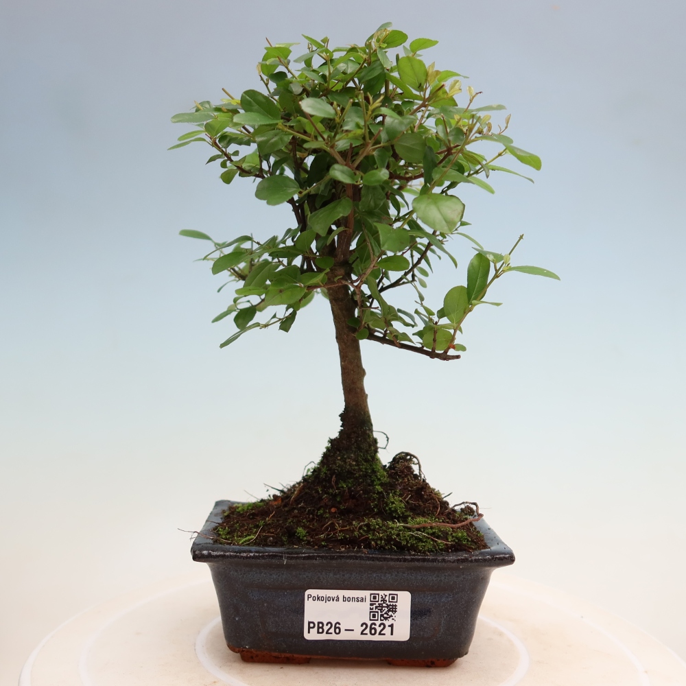 Bonsaï de chambre - Sageretia thea - Sageretia thea