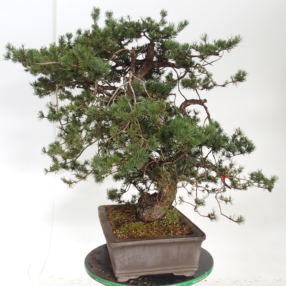 Yamadori - Pinus sylvestris Espagne