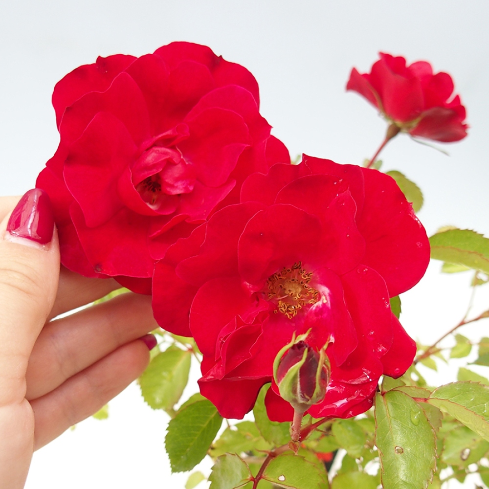 Bonsaï d'extérieur - Rosa Kordes - rose