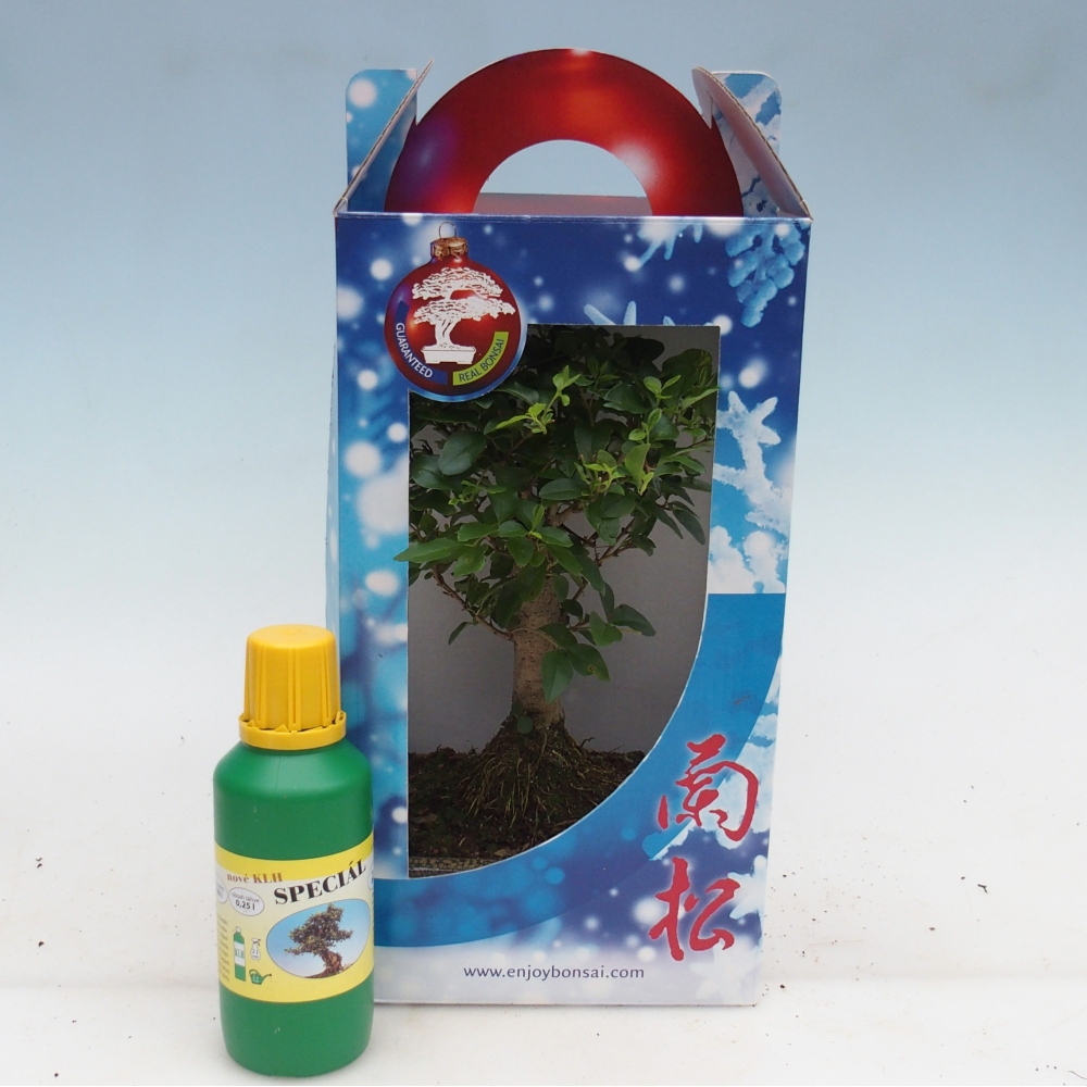 Bonsaï de chambre en boîte cadeau Ligustrum chinensis - Bec d'oiseau