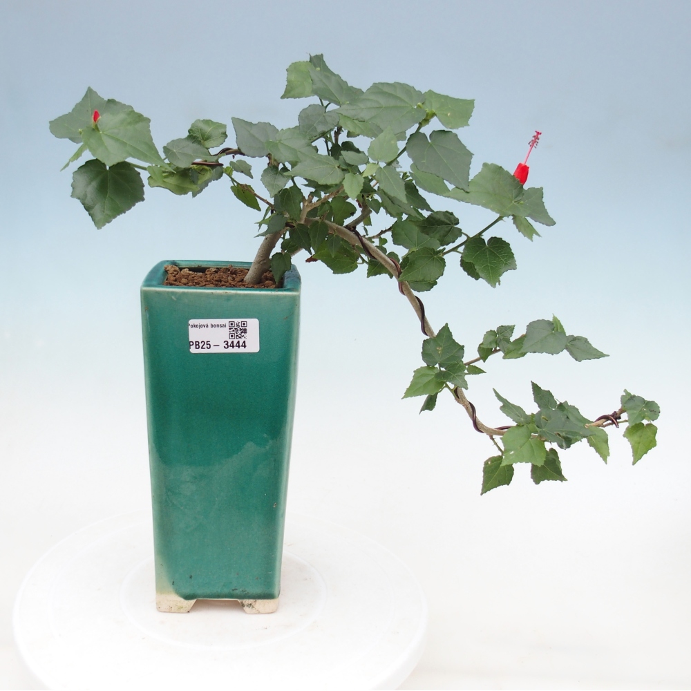 Bonsaï d'intérieur - Malvaviscus arboreus