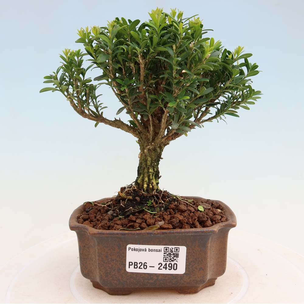 Bonsaï de chambre - Buxus harlandii - buxus liège