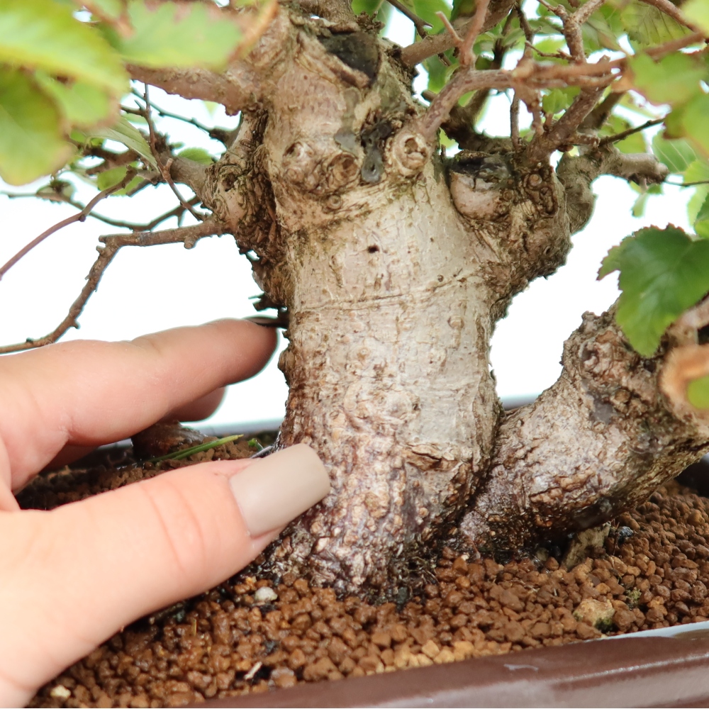 Bonsaï d'extérieur -Carpinus CARPINOIDES - Charme de Corée
