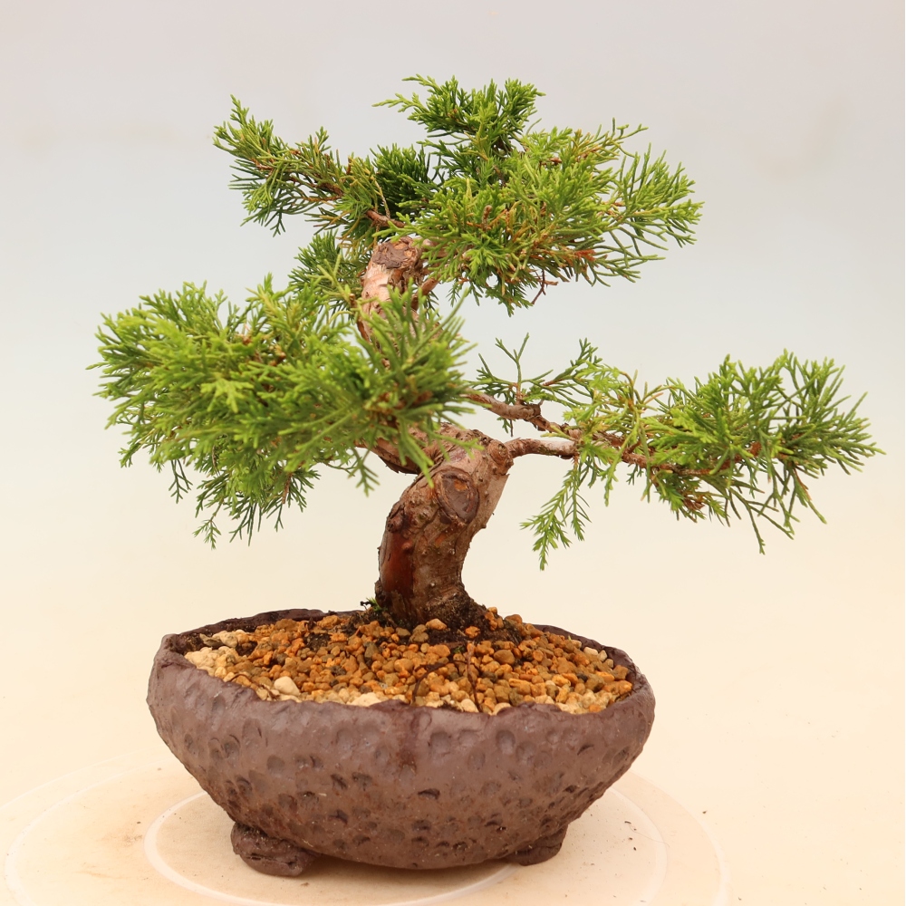 Bonsaï d'extérieur - Juniperus chinensis Itoigawa