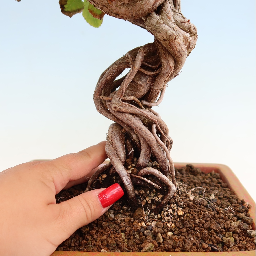 Bonsaï d'extérieur -Carpinus Coreana - Charme de Corée