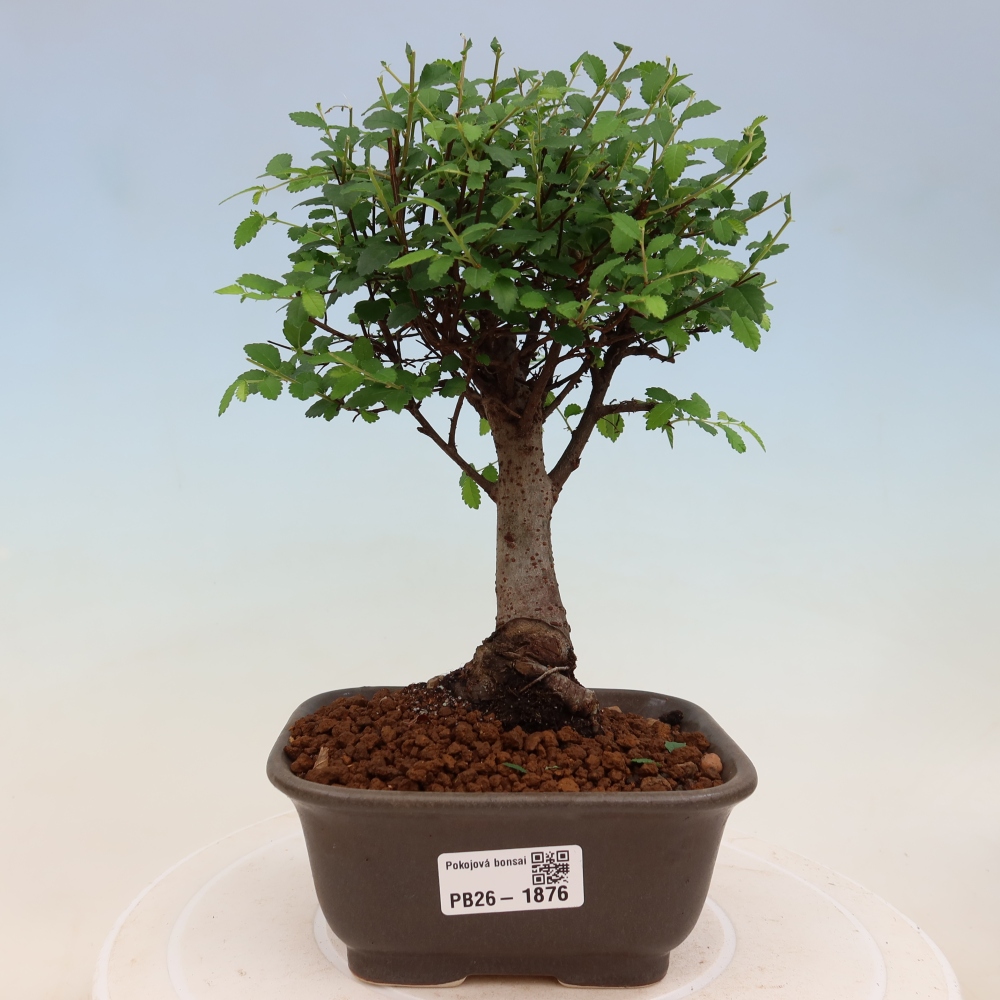 Bonsaï de chambre - Ulmus parvifolia - Orme à petites feuilles