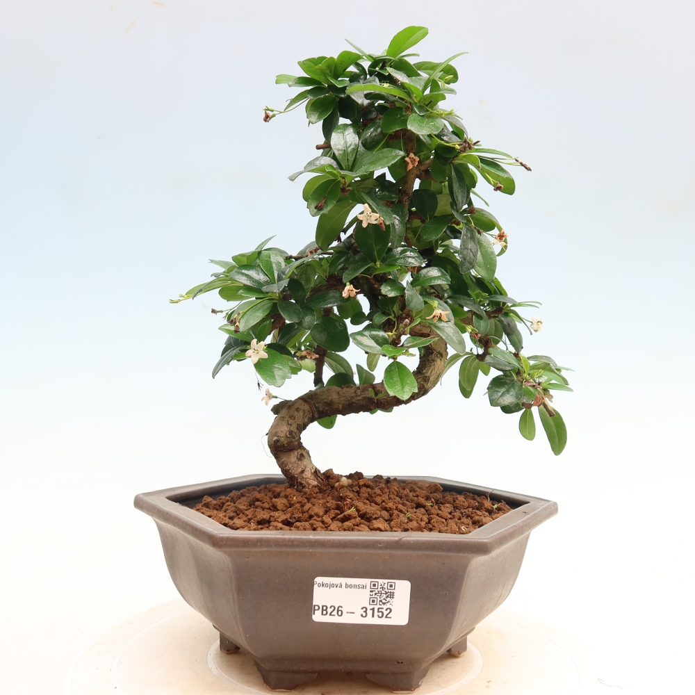Bonsaï de chambre - Carmona macrophylla - Tea fuki