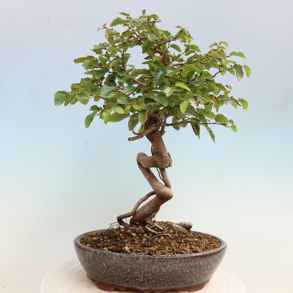 Bonsaï d'extérieur -Carpinus CARPINOIDES - Charme de Corée