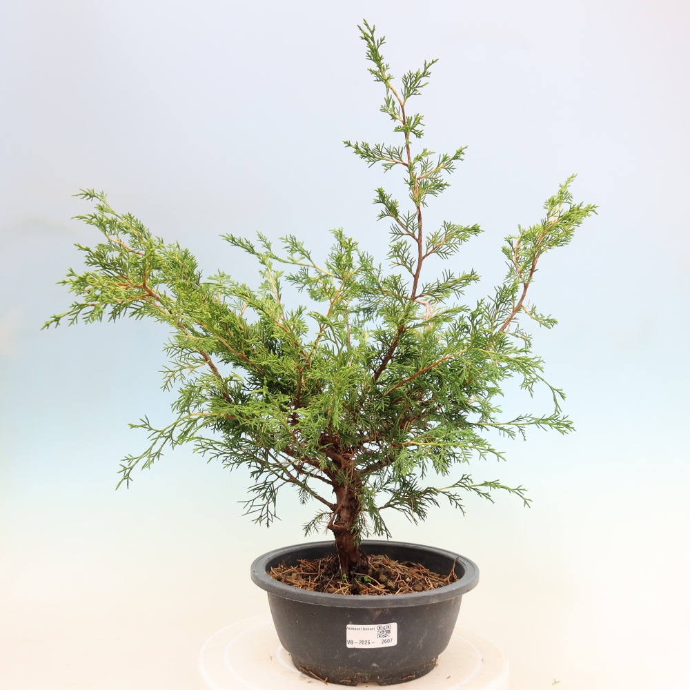 Bonsaï d'extérieur - Juniperus chinensis Itoigawa