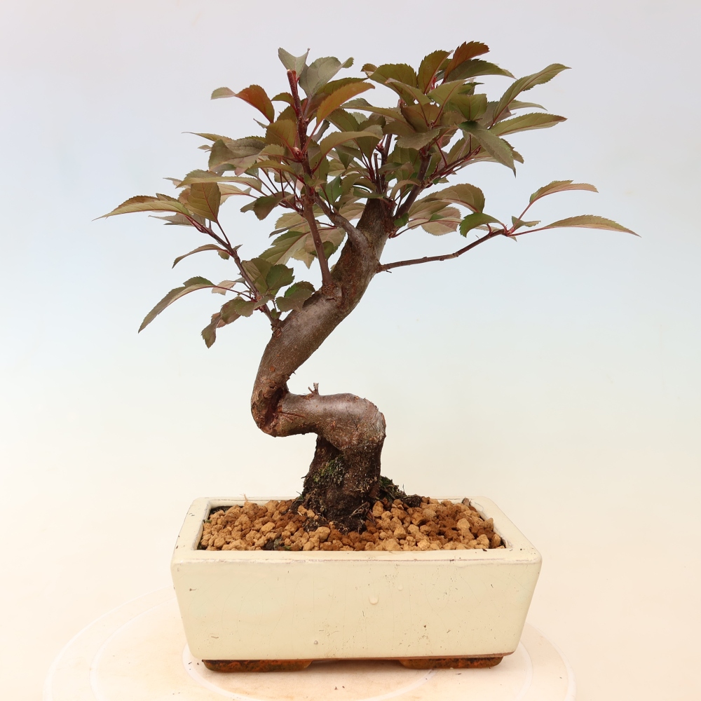 Bonsaï d'extérieur -Malus domestica - Pommier à petits fruits et à feuilles rouges