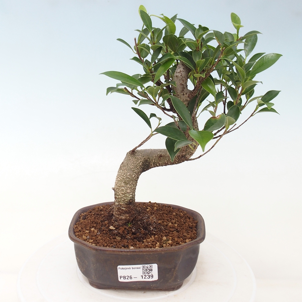 Salle bonsaï - Ficus retusa - ficus à petites feuilles