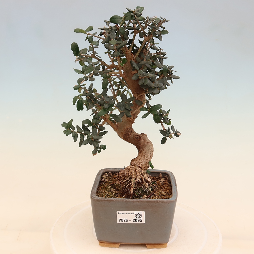 Bonsaï d'intérieur - Olea europaea sylvestris